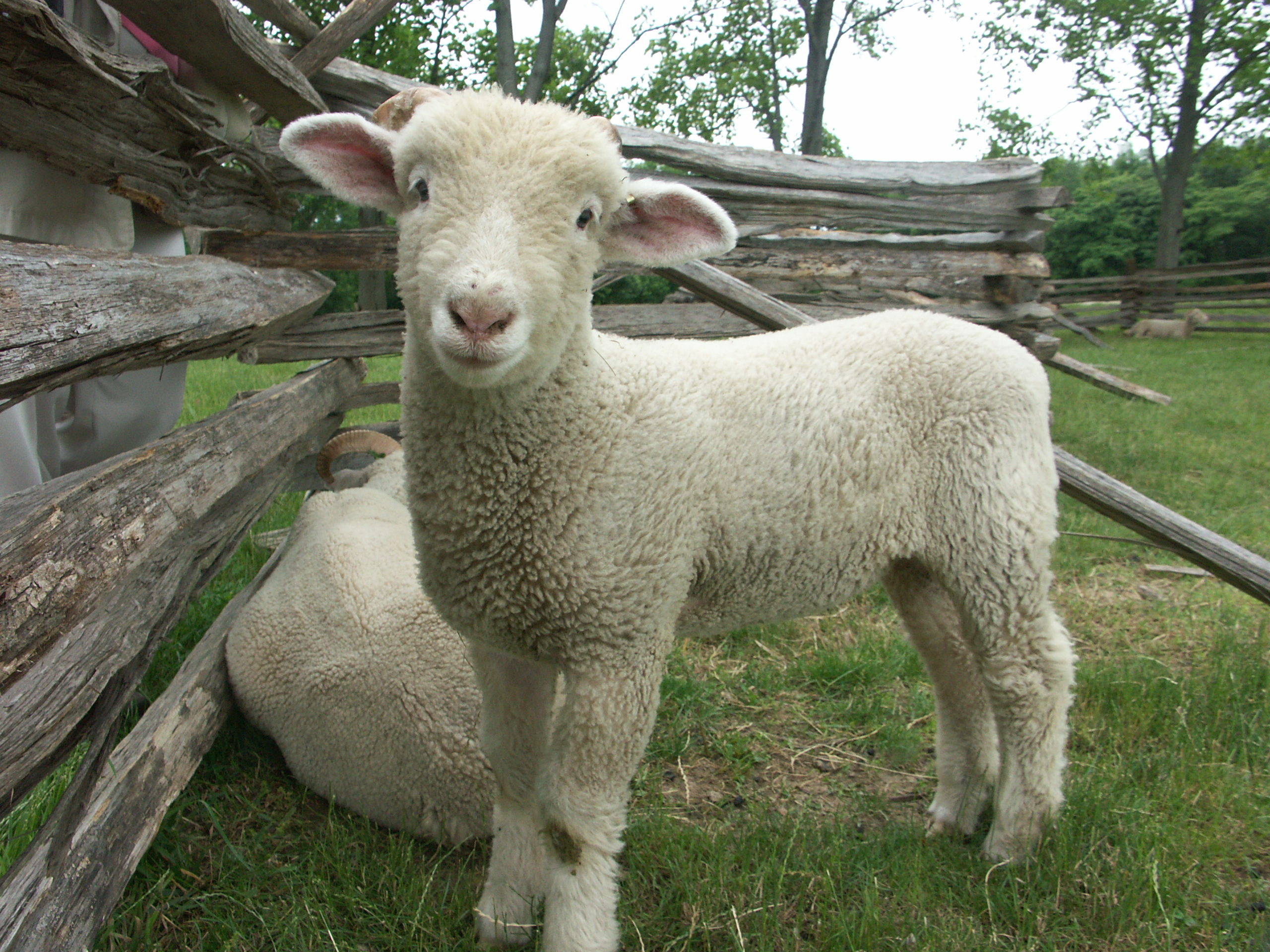 Barnyard Sanctuary - A New Jersey Non-Profit Corporation