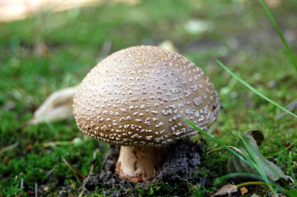 Mushroom Poisonous to Dogs