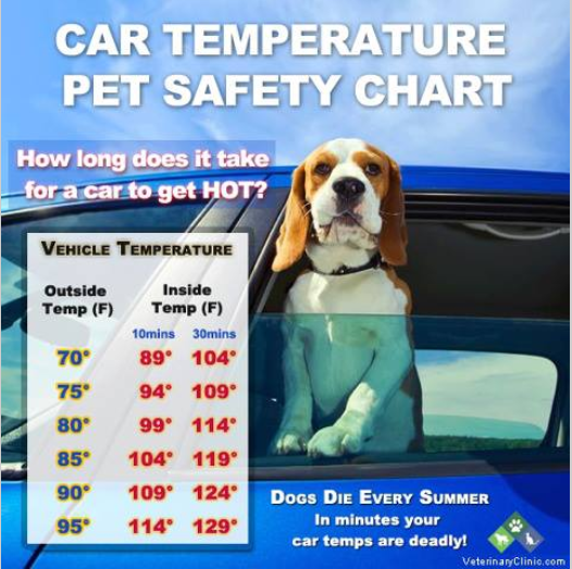 hot weather pet tips